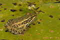 Rio-Grande-Leopard-Frog-0002.jpg
