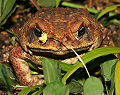 Cane-toad-2.jpg